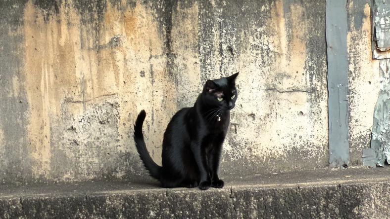 蘑菇开车满地跑,米饭疯狂长出血肉,这世界还能再抽象点吗?